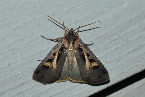 Feltia herilis